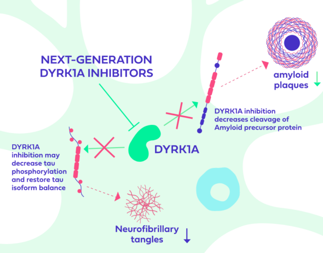 DYRK1A Inhibition in Neuroinflammation